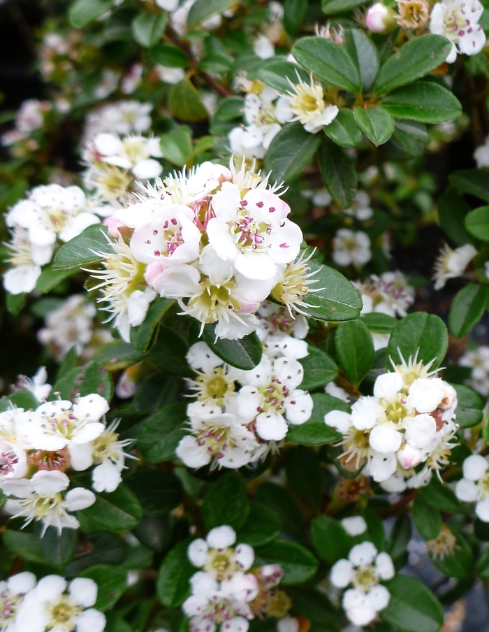 'Coral Beauty' - Cotoneaster dammeri from Milmont Greenhouses 'Coral Beauty' - Cotoneaster dammeri from Milmont Greenhouses