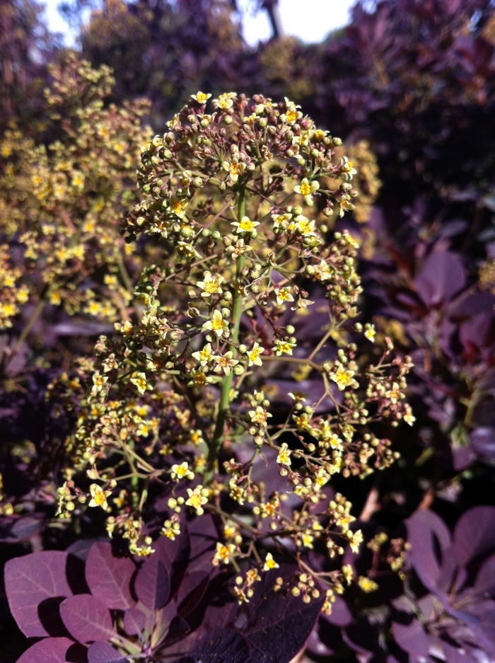 'Royal Purple' Smokebush - Cotinus coggygria from Milmont Greenhouses