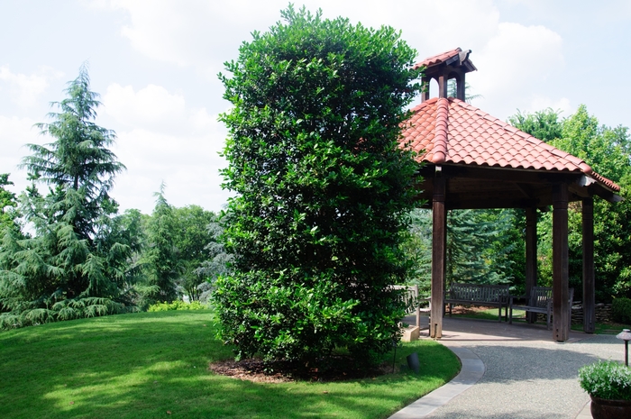 'Nellie R. Stevens' Holly - Ilex from Milmont Greenhouses