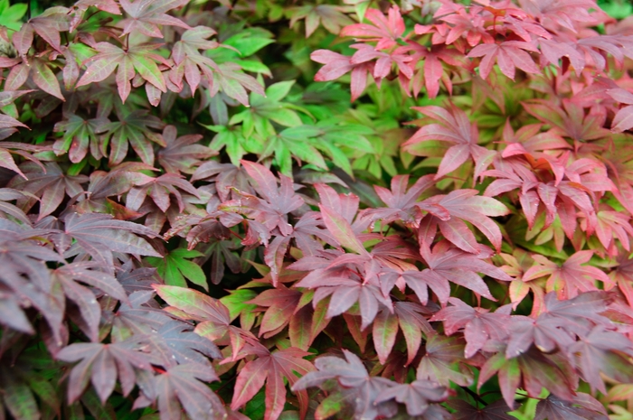 'Adrian's Compact' Japanese Maple - Acer palmatum from Milmont Greenhouses