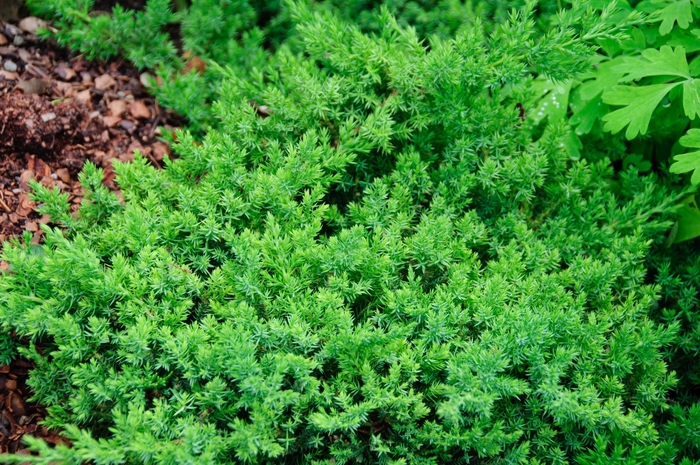 'Nana' Japanese Garden Juniper - Juniperus procumbens from Milmont Greenhouses 'Nana' Japanese Garden Juniper - Juniperus procumbens from Milmont Greenhouses
