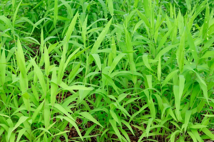 Northern Sea Oats - Chasmanthium latifolium from Milmont Greenhouses