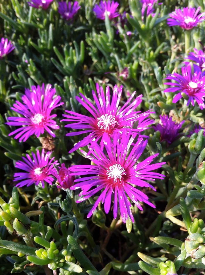 Hardy Ice Plant - Delosperma cooperi from Milmont Greenhouses