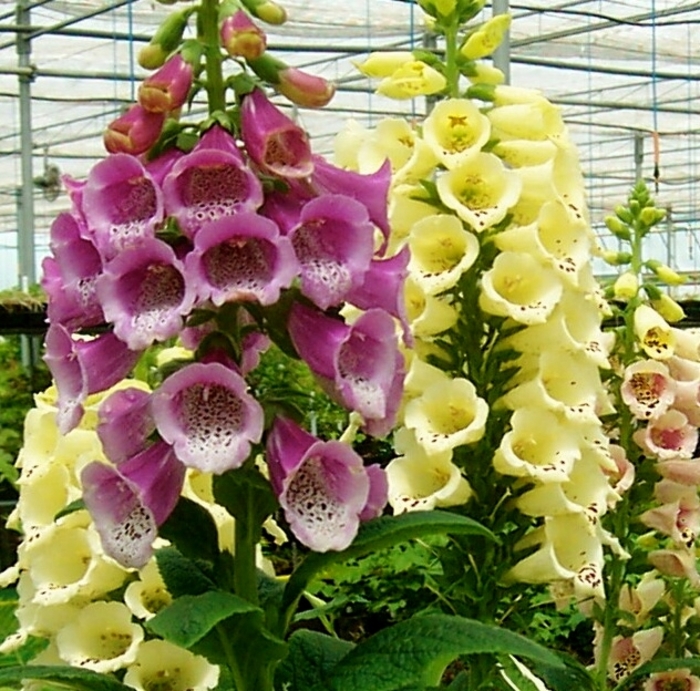 'Excelsior Hybrids' Foxglove - Digitalis purpurea from Milmont Greenhouses