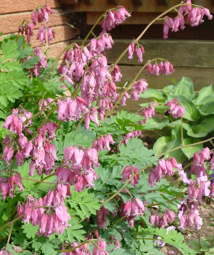 'Luxuriant' Fern-Leaf Bleeding Heart - Dicentra from Milmont Greenhouses