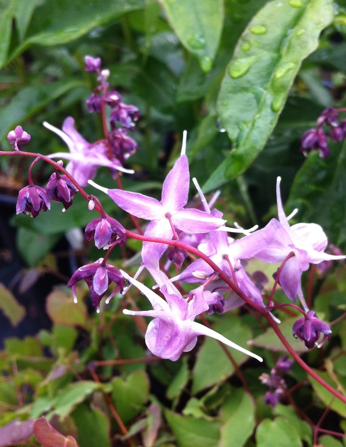 Lilafee Barrenwort - Epimedium grandiflorum 'Lilafee' (Barrenwort) from Milmont Greenhouses