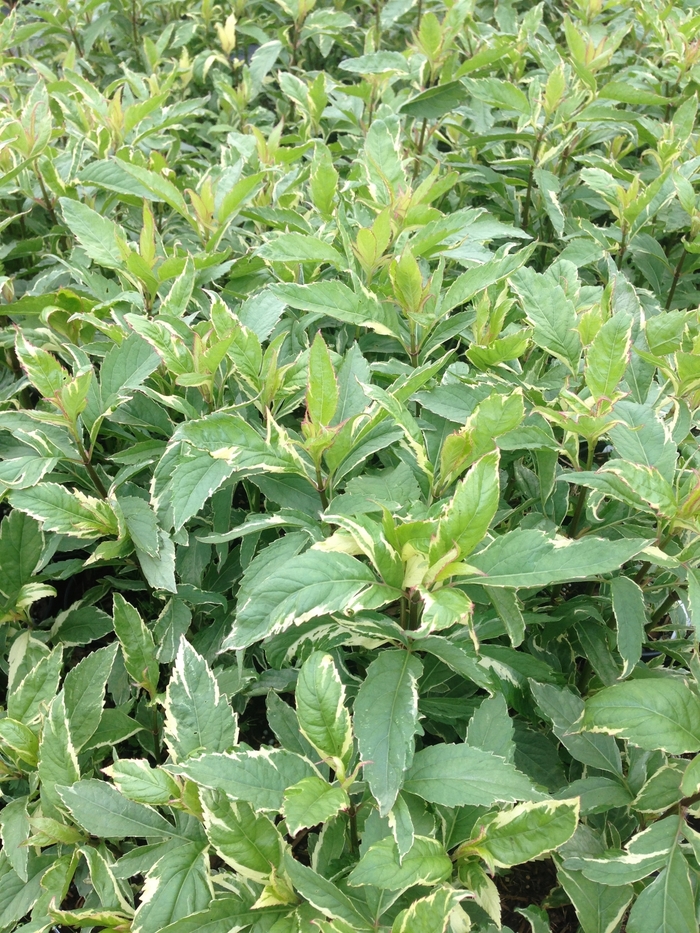 'Pink Frost' Joe Pye Weed - Eupatorium fortunei from Milmont Greenhouses