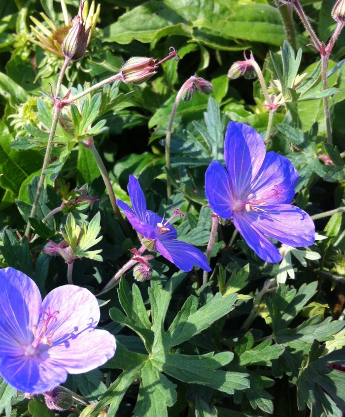 'Johnson's Blue' Cranesbill - Geranium from Milmont Greenhouses