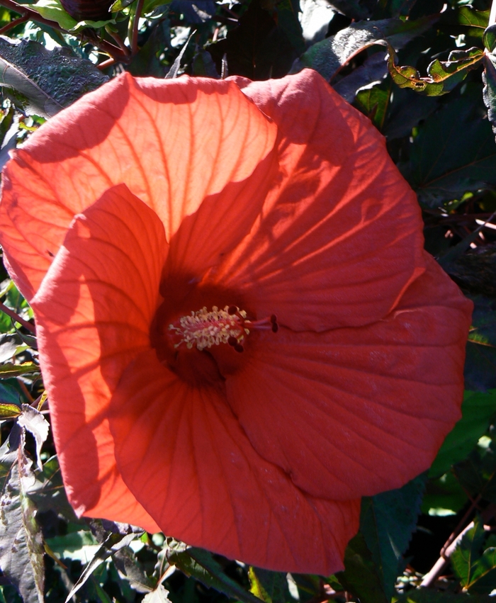 'Fireball' Rose Mallow - Hibiscus from Milmont Greenhouses