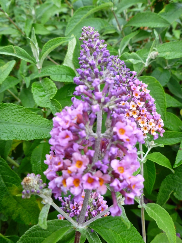Bicolor Butterfly Bush - Buddleia x weyeriana 'Bicolor' (Butterfly Bush) from Milmont Greenhouses