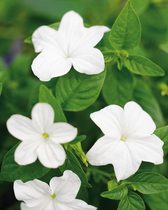 Endless™ 'Flirtation' - Browallia (Bush Violet) from Milmont Greenhouses Endless™ 'Flirtation' - Browallia (Bush Violet) from Milmont Greenhouses