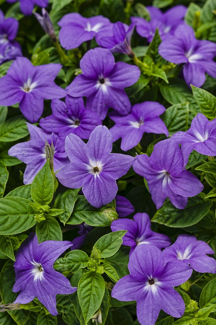 Endless™ 'Illumination' - Browallia (Bush Violet) from Milmont Greenhouses