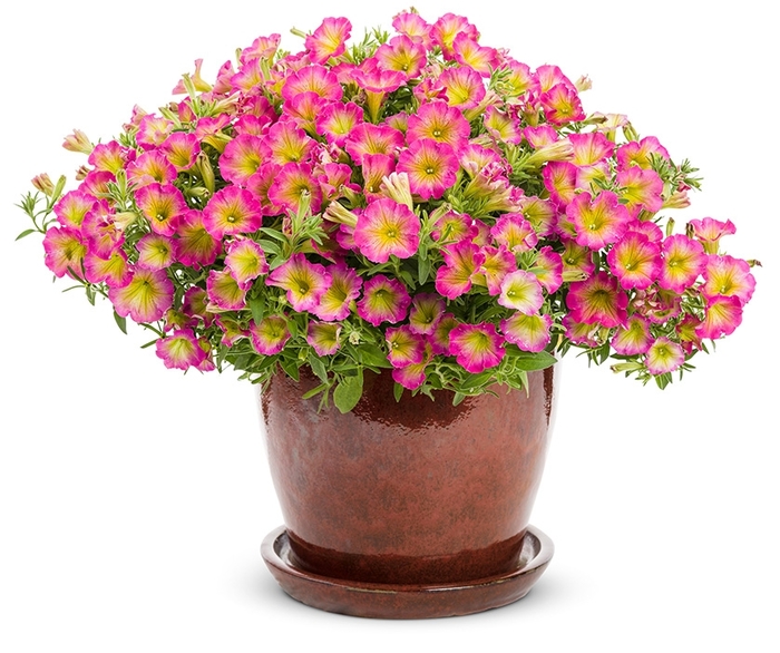 Supertunia&reg; 'Daybreak Charm' - Petunia from Milmont Greenhouses