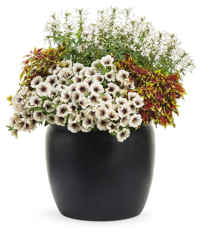 Supertunia&reg; 'Latte' - Petunia from Milmont Greenhouses