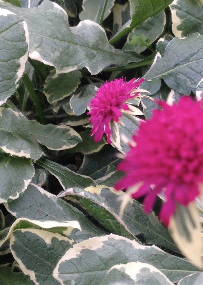 'Thunder and Lightning' - Knautia macedonica from Milmont Greenhouses