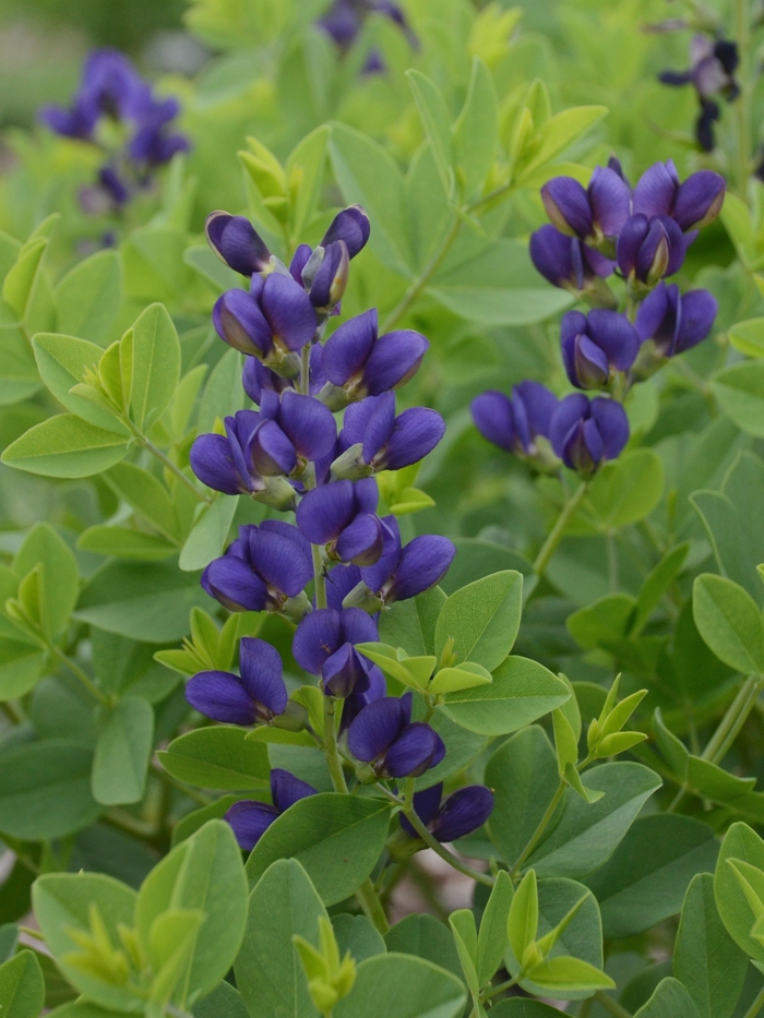 Decadence&reg; 'Sparkling Sapphires' - Baptisia (False Indigo) from Milmont Greenhouses