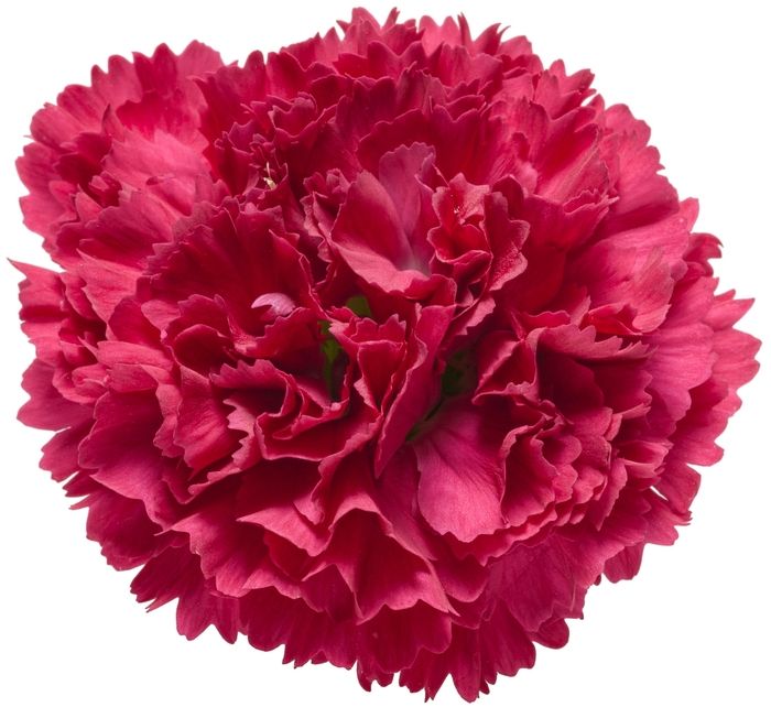 Fruit Punch&reg; 'Cranberry Cocktail' - Dianthus (Pinks) from Milmont Greenhouses