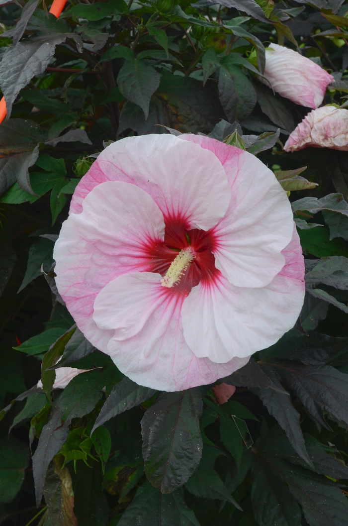 Summerific® Perfect Storm - Hibiscus 'Perfect Storm' USPPAF (Rose Mallow) from Milmont Greenhouses