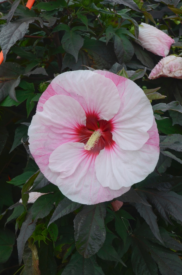 Summerific® Perfect Storm - Hibiscus 'Perfect Storm' USPPAF (Rose Mallow) from Milmont Greenhouses Summerific® Perfect Storm - Hibiscus 'Perfect Storm' USPPAF (Rose Mallow) from Milmont Greenhouses