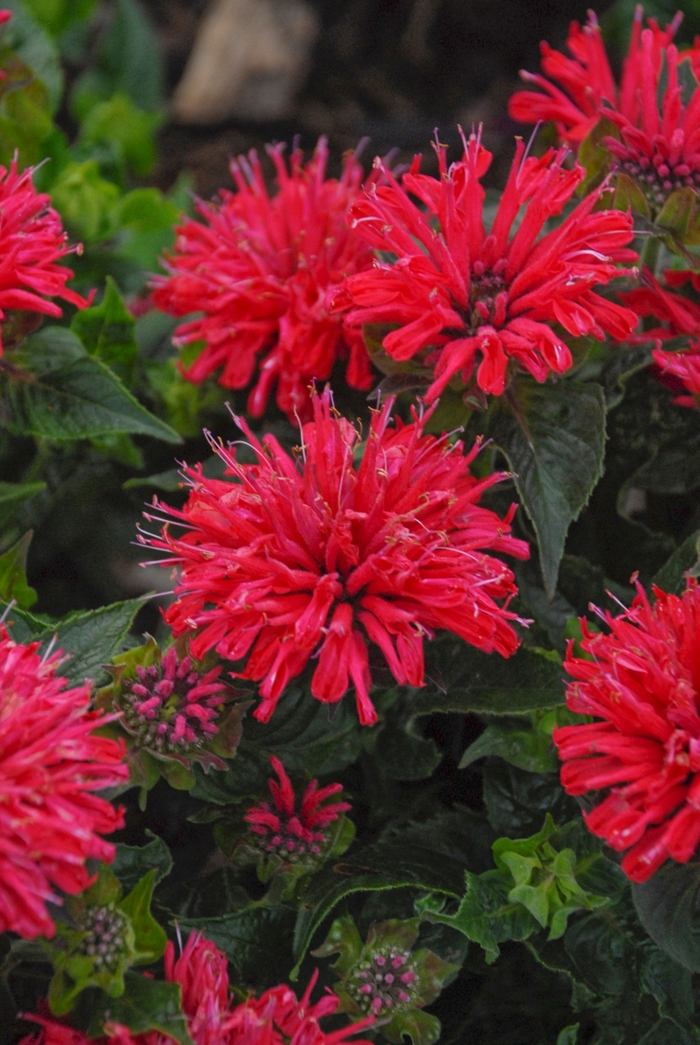 'Pardon My Cerise' Bee Balm - Monarda didyma from Milmont Greenhouses