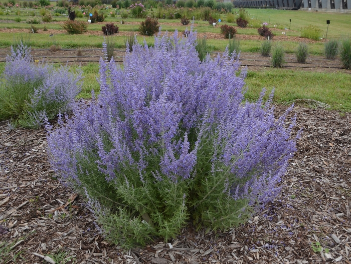 'Denim 'n Lace' - Perovskia atriplicifolia (Russian Sage) from Milmont Greenhouses