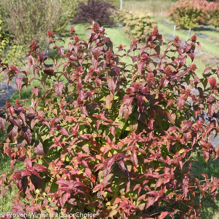 Kodiak® 'Black' - Diervilla rivularis (Bush Honeysuckle) from Milmont Greenhouses