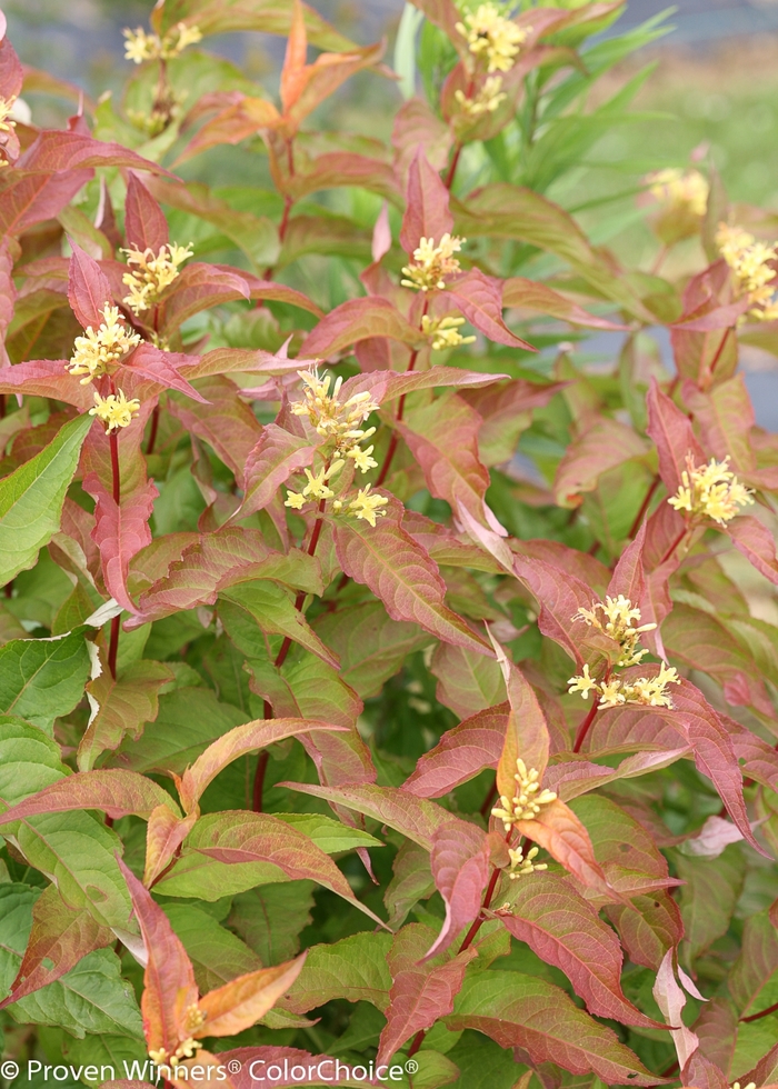 Kodiak&reg; 'Orange' - Diervilla (Bush Honeysuckle) from Milmont Greenhouses
