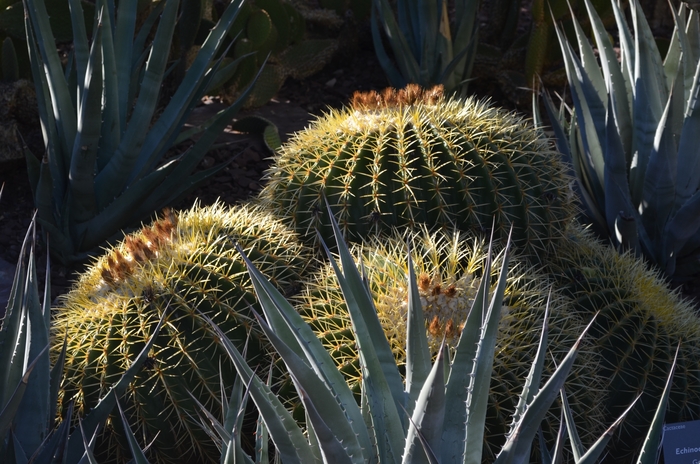 Golden Barrel Cactus - Echinocactus grusonii from Milmont Greenhouses Golden Barrel Cactus - Echinocactus grusonii from Milmont Greenhouses