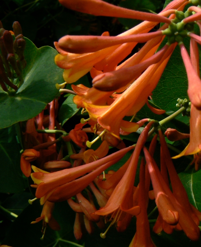 'Dropmore Scarlet' Trumpet Honeysuckle - Lonicera x brownii from Milmont Greenhouses