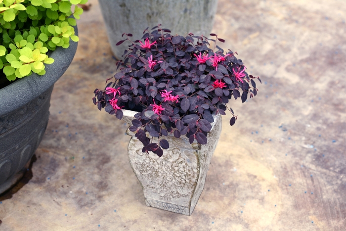 'Jazz Hands Mini®' Chinese Fringe-Flower - Loropetalum chinense from Milmont Greenhouses