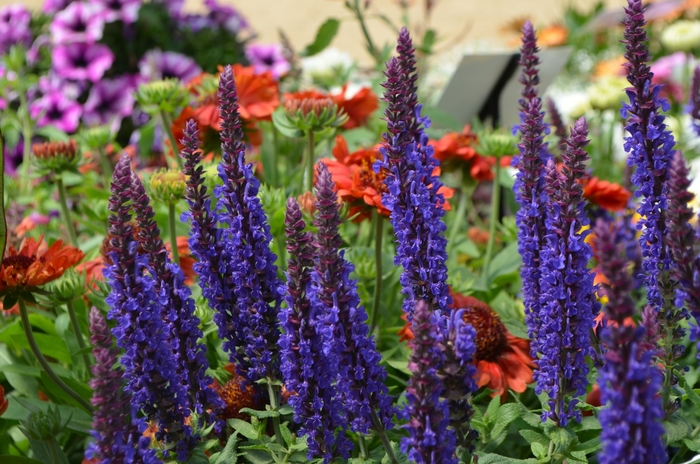 Sensation&reg; 'Deep Blue Improved' - Salvia nemorosa from Milmont Greenhouses