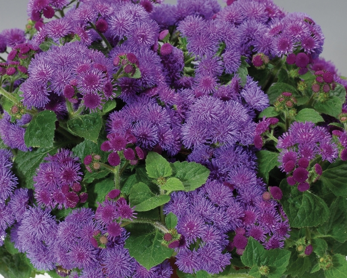 Artist® Blue - Ageratum houstonianum (Flossflower) from Milmont Greenhouses
