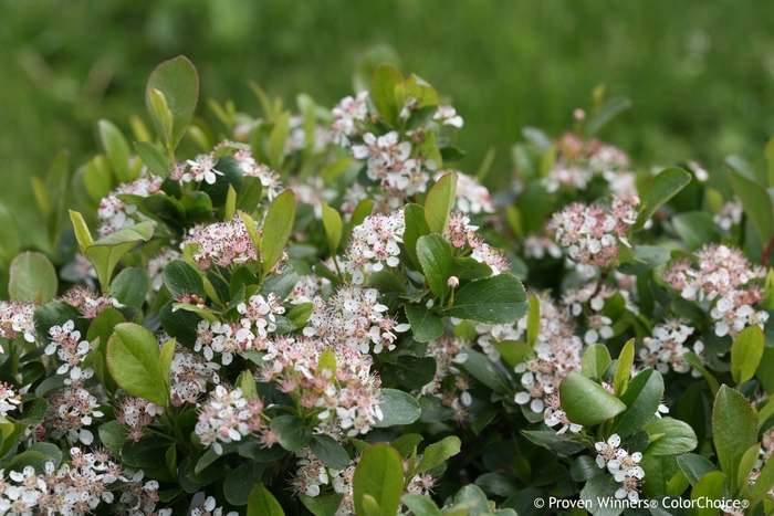'Low Scape Mound&reg;' Chokeberry - Aronia melanocarpa from Milmont Greenhouses