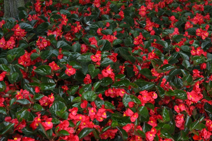 Surefire® Red - Begonia benariensis from Milmont Greenhouses