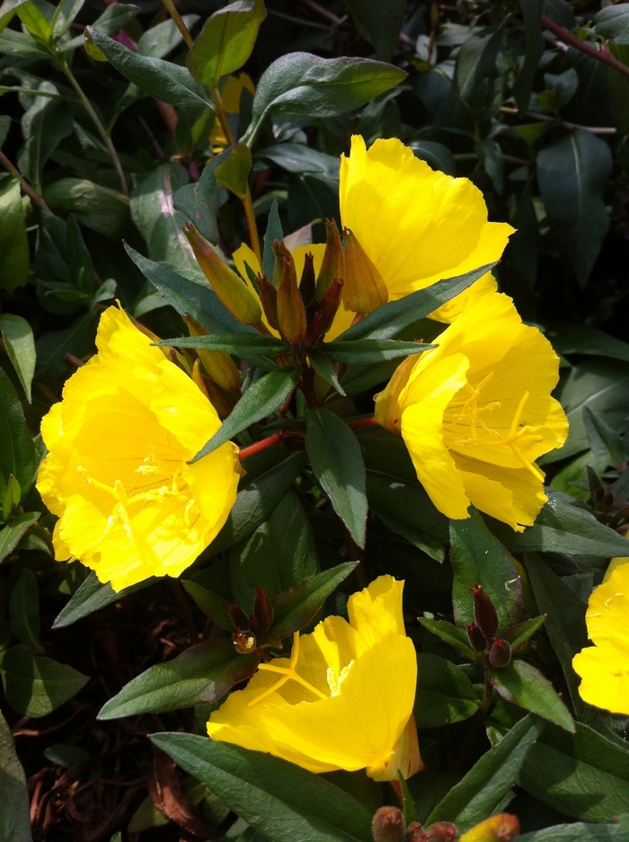 'Fireworks (Fyrverkeri)' Sundrops - Oenothera fruticosa from Milmont Greenhouses