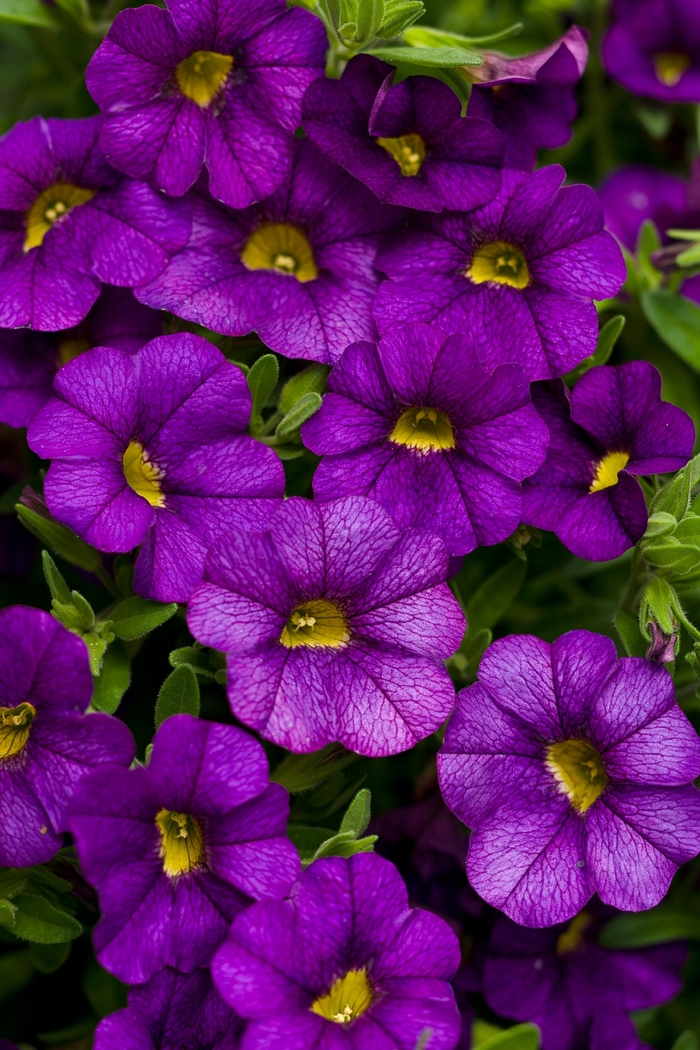 Superbells® Blue - Calibrachoa from Milmont Greenhouses Superbells® Blue - Calibrachoa from Milmont Greenhouses