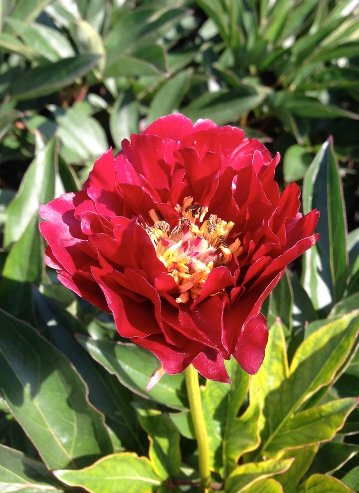 'Buckeye Belle' Peony - Paeonia from Milmont Greenhouses