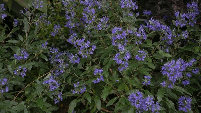 'Beyond Midnight®' Bluebeard - Caryopteris x clandonensis from Milmont Greenhouses