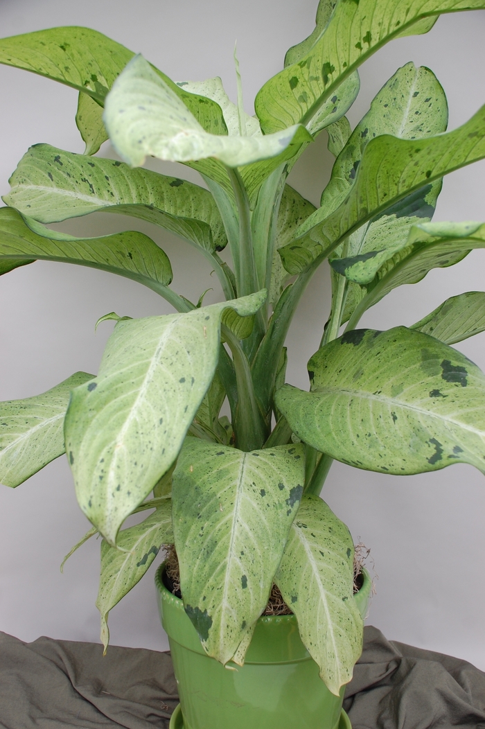 'Camouflage' Dumb Cane - Dieffenbachia from Milmont Greenhouses 'Camouflage' Dumb Cane - Dieffenbachia from Milmont Greenhouses