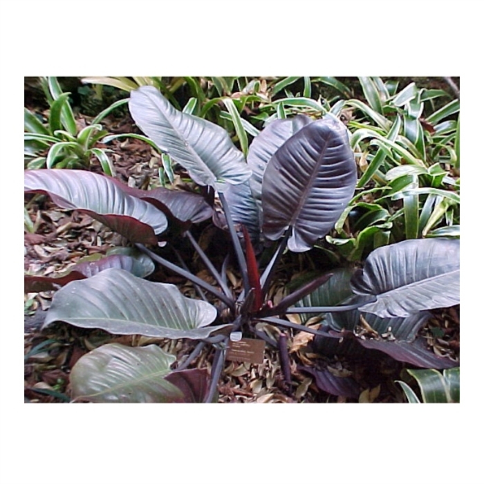 'Black Cardinal' - Philodendron erubescens from Milmont Greenhouses 'Black Cardinal' - Philodendron erubescens from Milmont Greenhouses