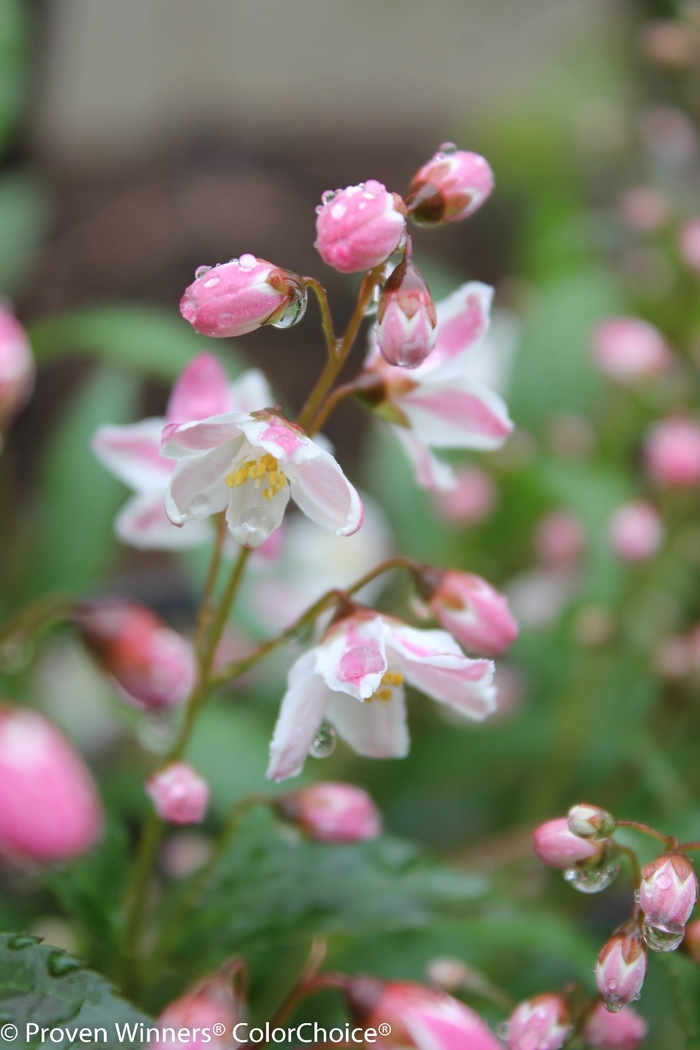 Yuki Cherry Blossom® - Deutzia from Milmont Greenhouses Yuki Cherry Blossom® - Deutzia from Milmont Greenhouses