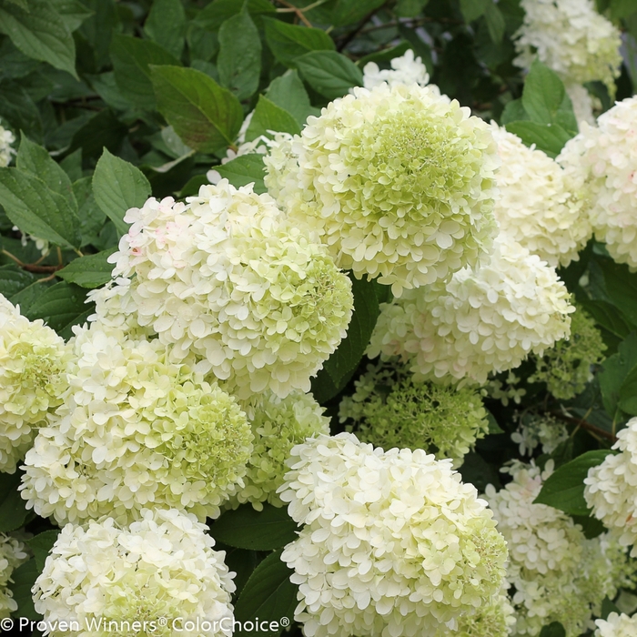 'Limelight' Panicle Hydrangea - Hydrangea paniculata from Milmont Greenhouses