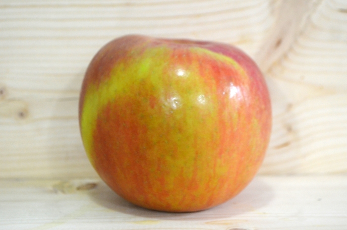 'Fuji' Apple - Malus domestica from Milmont Greenhouses 'Fuji' Apple - Malus domestica from Milmont Greenhouses