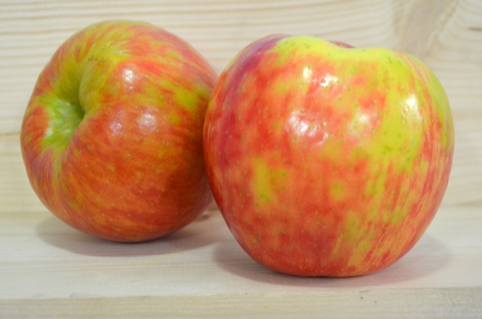 'Honeycrisp' Apple - Malus domestica from Milmont Greenhouses