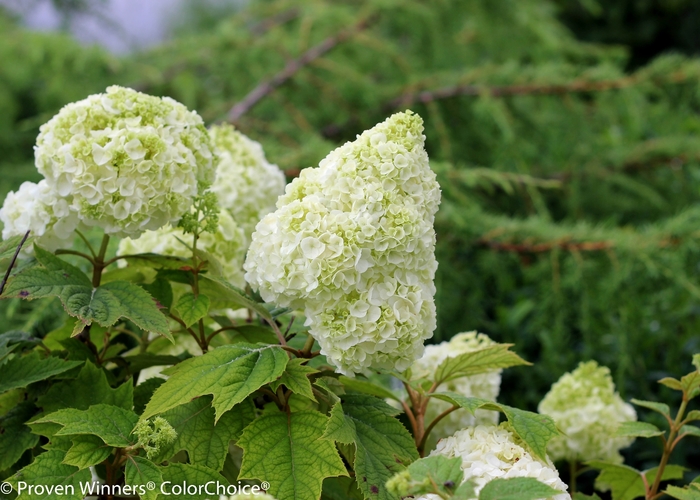 'Gatsby Moon®' Oakleaf Hydrangea - Hydrangea quercifolia from Milmont Greenhouses 'Gatsby Moon®' Oakleaf Hydrangea - Hydrangea quercifolia from Milmont Greenhouses