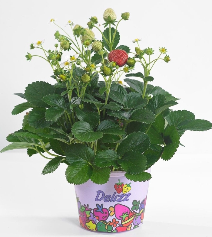 'Delizz&reg;' Strawberry - Fragaria x ananassa from Milmont Greenhouses