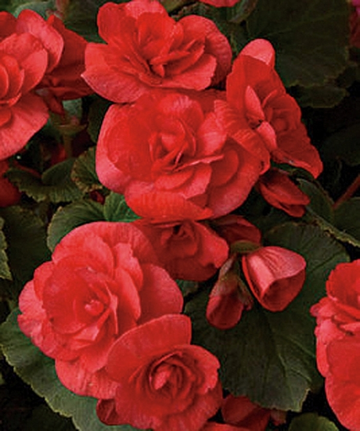 Solenia® 'Red' - Begonia x hiemalis (Rieger Begonia) from Milmont Greenhouses