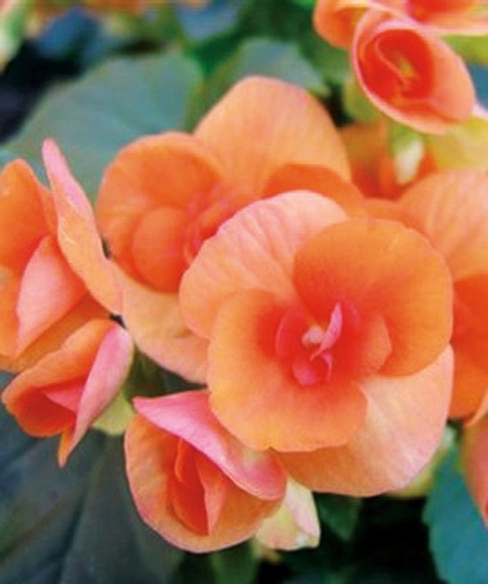 'Batik' Rieger Begonia - Begonia x hiemalis from Milmont Greenhouses