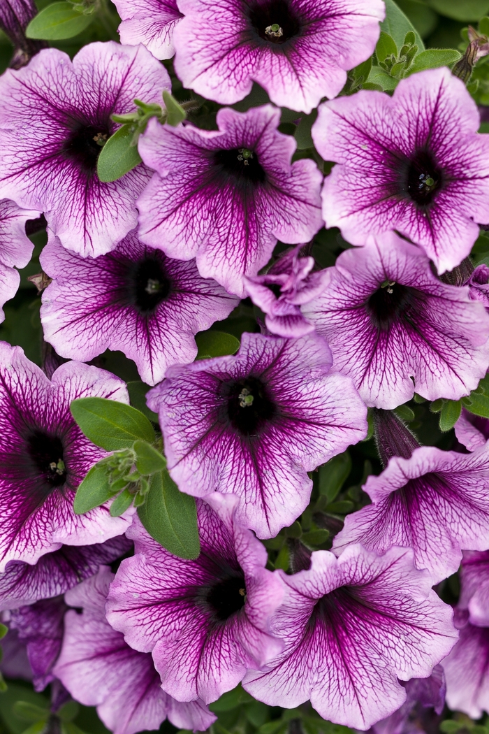Supertunia&reg; Bordeaux&trade; - Petunia from Milmont Greenhouses