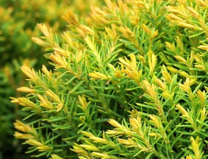 Thuja occidentalis 'Sienna Sunset™' Arborvitae Milmont Greenhouses